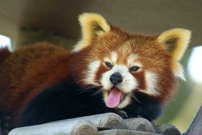 Aachener Zoo Aachener-Zoo-Kleiner-Panda-003